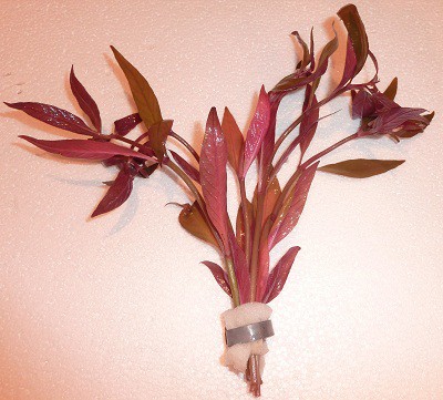 Ludwigia glandulosa - 3.90€